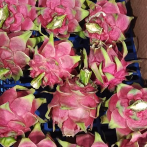 u24241-Pitahaya-roja