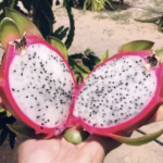 u24241-pitahaya_blanca