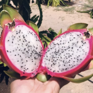 u24241-pitahaya_blanca