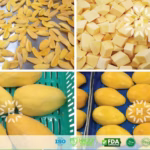 u24243-1757998682148