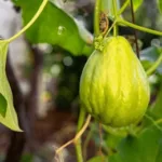 chayote-plant-garden-closeup-sechium-260nw-2708806915