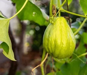 chayote-plant-garden-closeup-sechium-260nw-2708806915