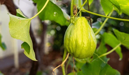 chayote-plant-garden-closeup-sechium-260nw-2708806915