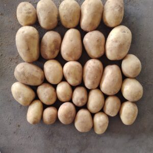 WhatsApp-Image-2026-04-08-at-2.24.06-PM