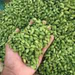 Cardamom India