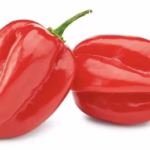 AJI HABANERO RED FIRE F1 / HOT PEPPERS HABANERO