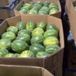 WATERMELONS MEXICO