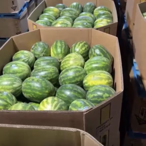 WATERMELONS MEXICO
