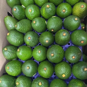 Colombian Avocados