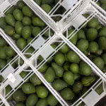 Avocado (Hass) Dominican Republic