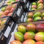Mango (Keitt) Dominican Republic