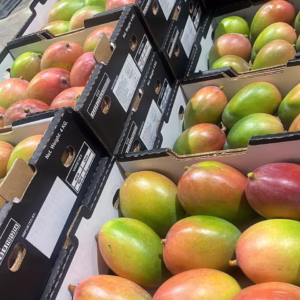 Mango (Keitt) Dominican Republic