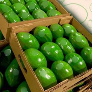 TropiAvocados