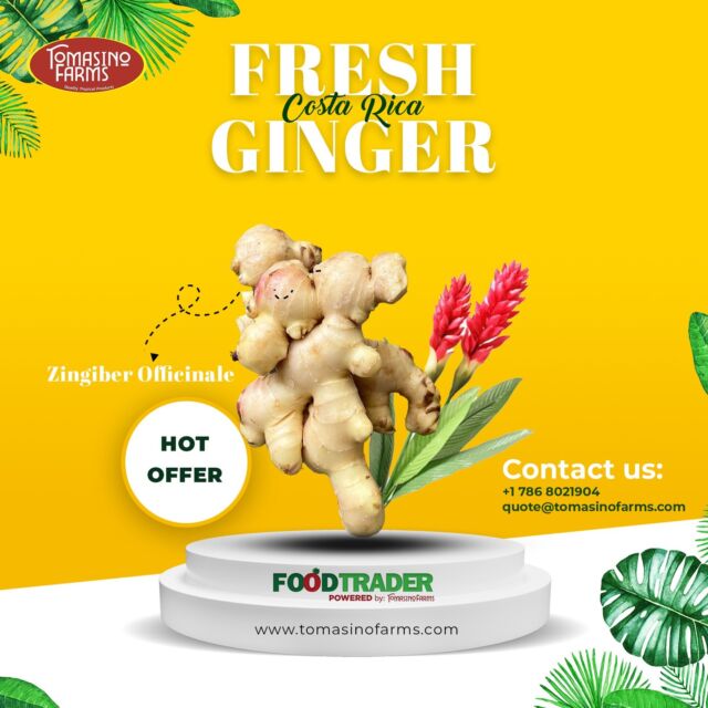 Special offer on ginger from Costa Rica by Tomasino Farms.
For more information, please email us at quote@tomasinofarms.com or call us at (786) 802-1904

https://foodtrader.biz/?s=Ginger+Costa+Rica

https://shorturl.at/Fy5tY
#tomasinofarms #foodtrader #ginger