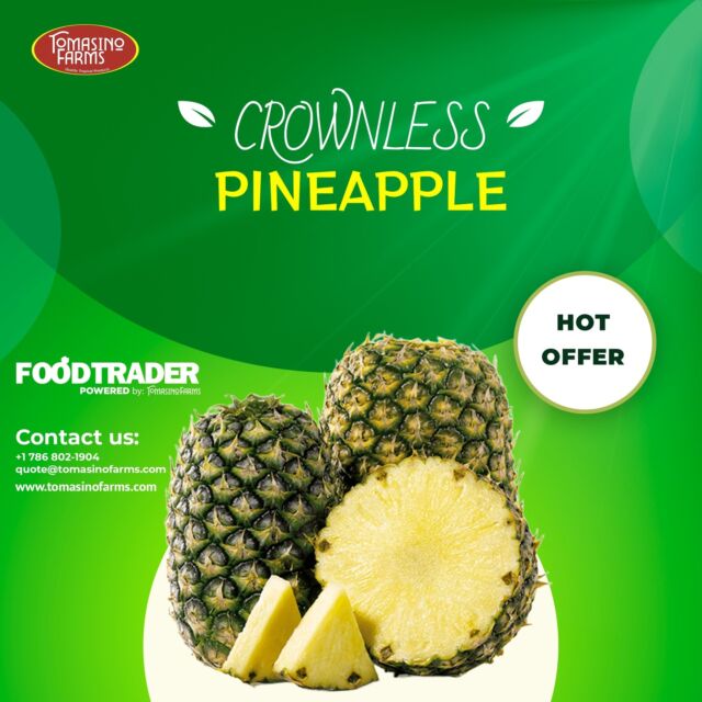 Special offer on Crownless Pineapple from Costa Rica by Tomasino Farms. 🍍
For more information, please email us at 
quote@tomasinofarms.com or call us at (786) 802-1904
https://foodtrader.biz/?s=Pineapple+Costa+Rica
https://shorturl.at/Fy5tY
#tomasinofarms #foodtrader #pineapple